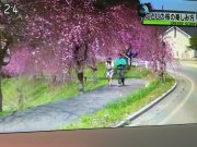 しだれ桜の里がテレビでも紹介されました